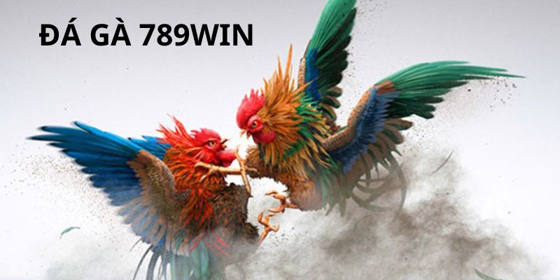 Vài nét sơ lược về đá gà 789WIN